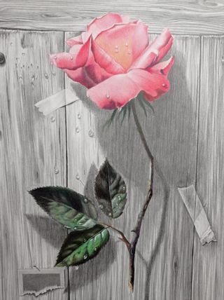 Cuadro Rosa a Lápiz 