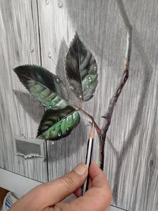 Cuadro Rosa a Lápiz 
