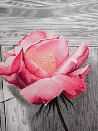 Cuadro Rosa a Lápiz 