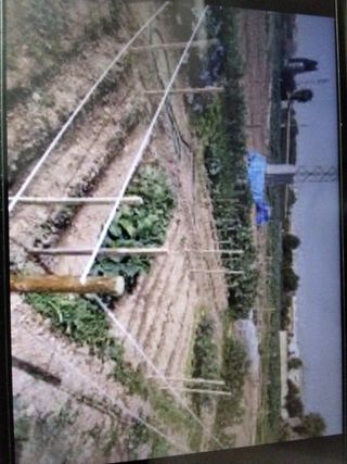 Se alquila terreno para huerto