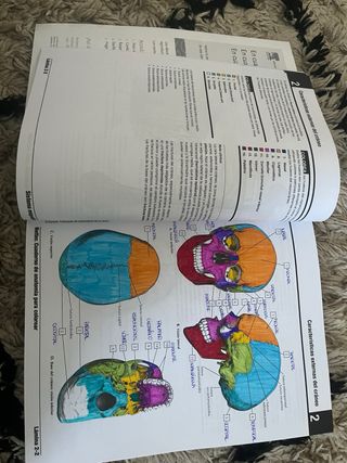 Netter. Cuaderno de anatomía para colorear