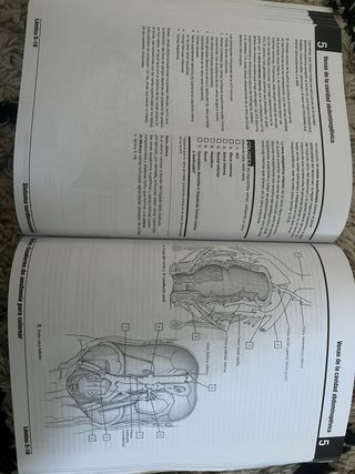 Netter. Cuaderno de anatomía para colorear