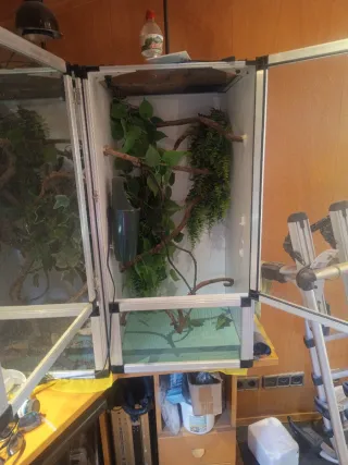 Terrario camaleón