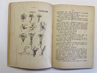 Nozioni di biologia vegetale per le scuole medie