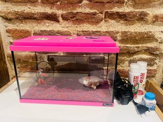 Acuario Infantil / se regala comida y decoración