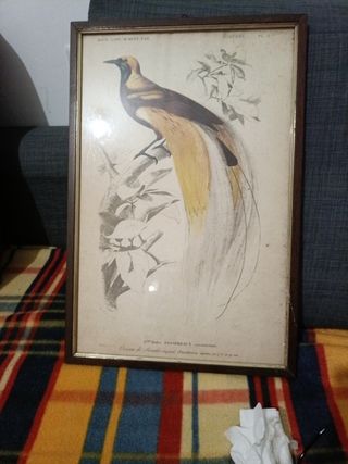 Quadro 