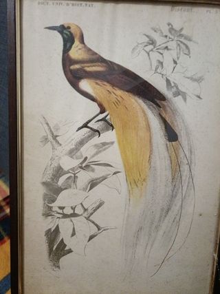 Quadro 