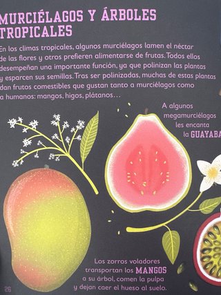 6-9 años. NUEVO Los murciélagos
