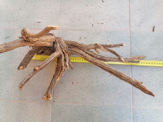 Tronco de romero curado