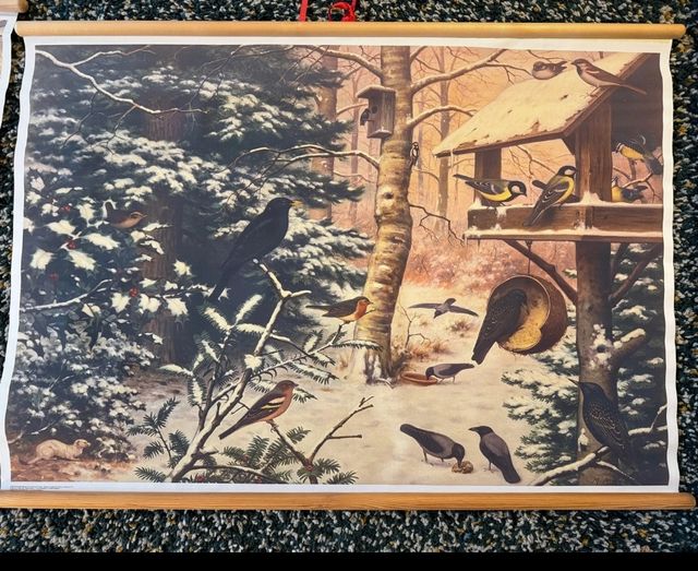 Mural escolar vintage naturaleza