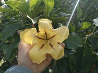 Talee di Solandra Maxima