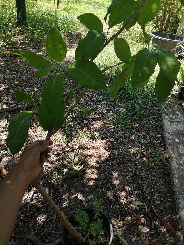 Talee di Solandra Maxima