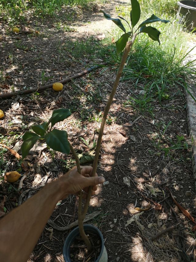 Talee di Solandra Maxima