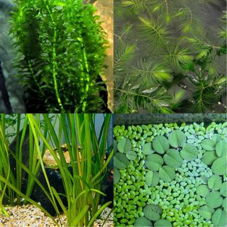 Lote plantas acuario