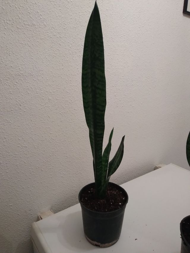 Planta lengua de suegra