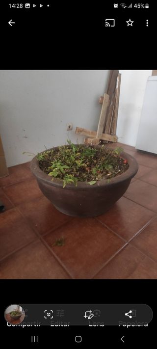 Macetero