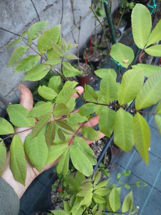 Semi di Pecan Carya illinoensis