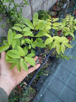 Semi di Pecan Carya illinoensis