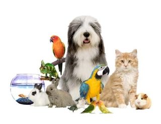 Cuidador de animales
