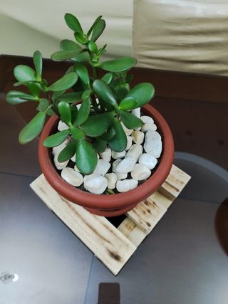 Porta piante in legno bruciato da intern