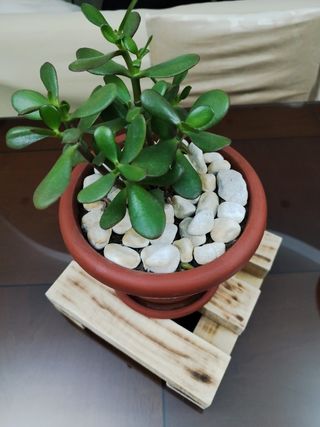 Porta piante in legno bruciato da intern