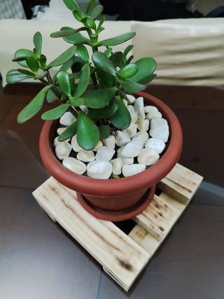 Porta piante in legno bruciato da intern