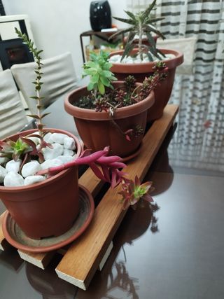 Porta piante in legno colorato da intern