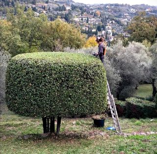 Jardinero economíco 