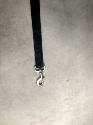 Correa de coche para perros