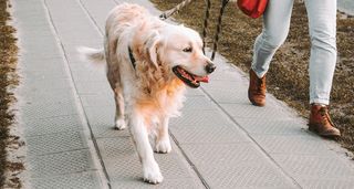 Paseo perros