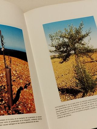 Poda de formación del olivar