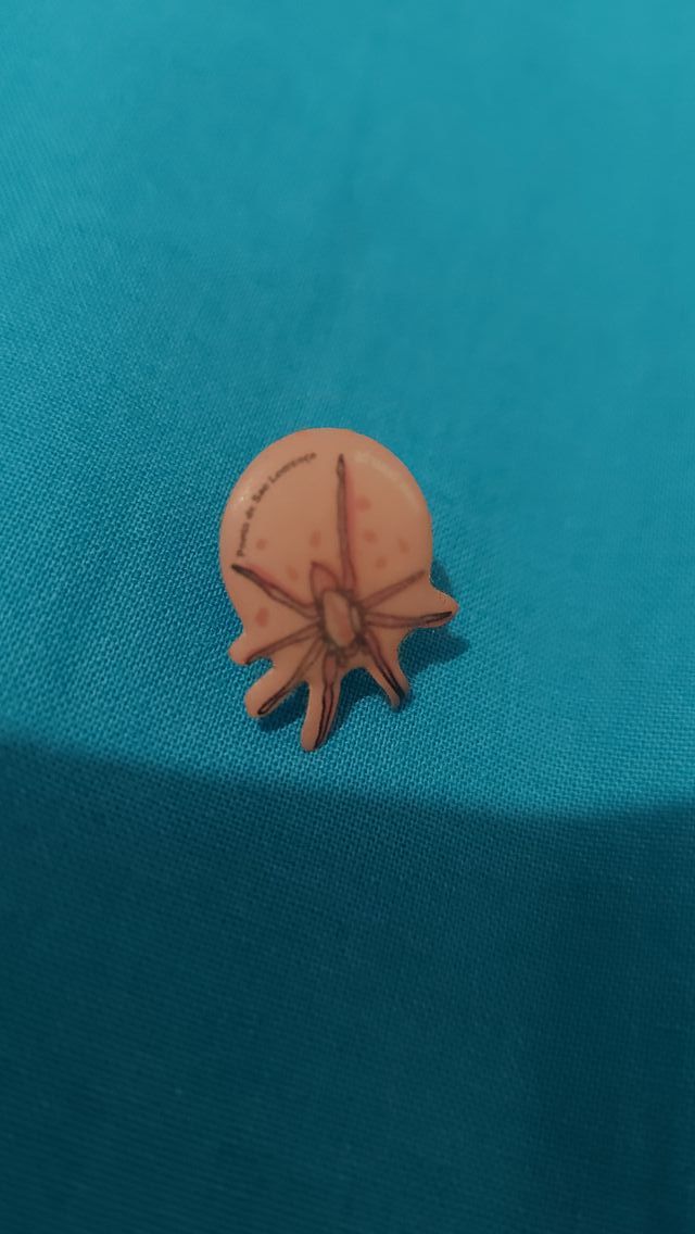 pin aranha