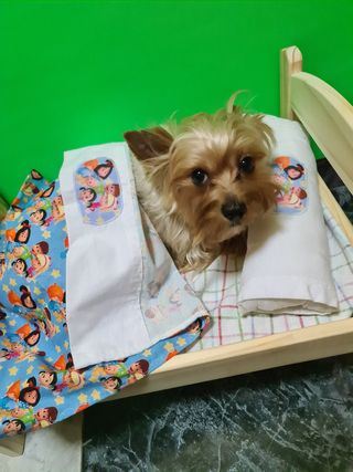 Cama de muñecas, pino multicolor