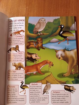 El mundo de los animales del bosque