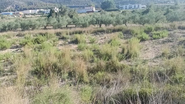 Parcela en Pedreguer 