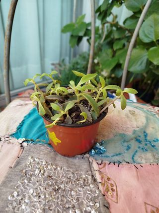 Kalanchoe daigremontiana