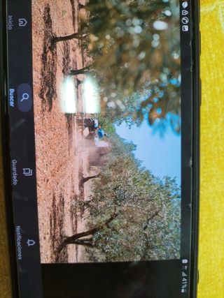 OLIVAR  ROZA LA CHINA