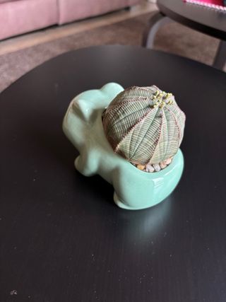 Vaso Bulbasaur con pianta grassa