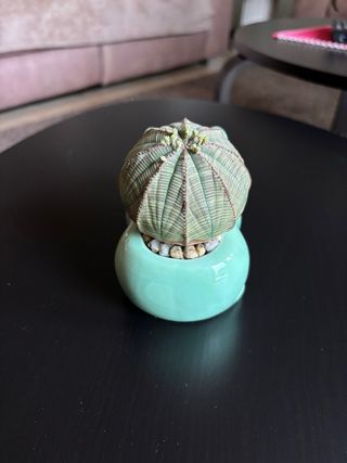 Vaso Bulbasaur con pianta grassa