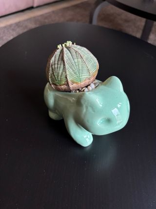 Vaso Bulbasaur con pianta grassa