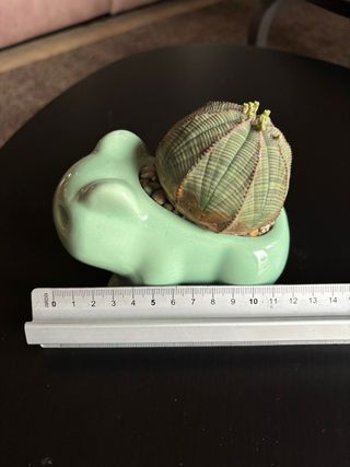 Vaso Bulbasaur con pianta grassa