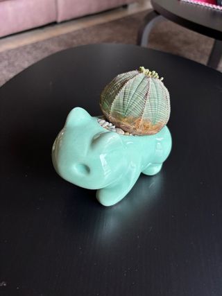 Vaso Bulbasaur con pianta grassa