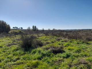 Vendo o  cambio finca en Almonte