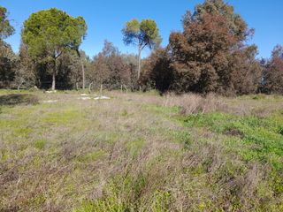 Vendo o  cambio finca en Almonte