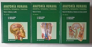 Anatomía humana 