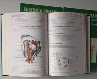 Anatomía humana 