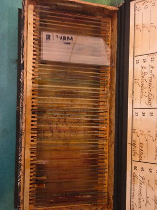 Muestras microscopio antiguas