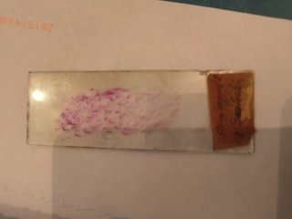 Muestras microscopio antiguas