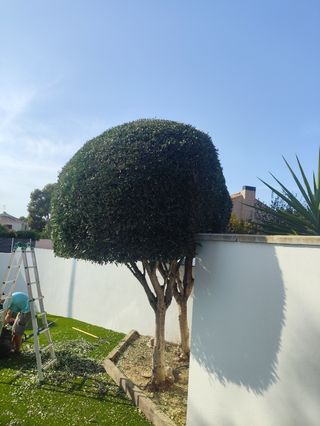 Jardinero económico profesional