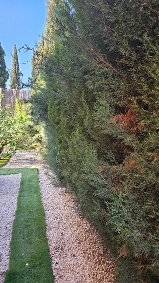 Jardinero económico profesional